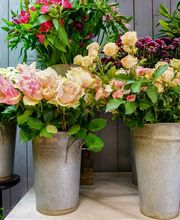 Brin De Nature image 12