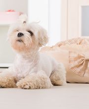 Chateau Dog & Cat Hospital image 10