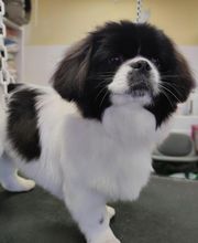 Lili Dog image 4
