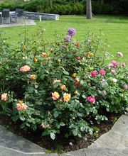 Krokus Gartenpflege GmbH Bild 6