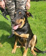 Amis Dogs 76 image 3