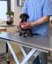 Dierenkliniek Spijkenisse