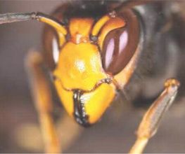 Abeille45.DGF image 16