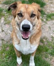 Hundeschule Thea Grothe Bild 8