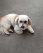 Tootsie image 2