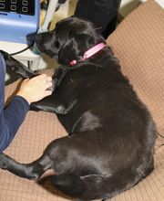 Skippack Animal Hospital image 12