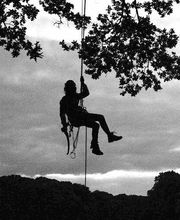 die arboristen Bild 2