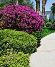 Cane Cutters Landscaping image 3