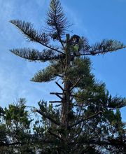 INDIGO JARDINES imagen 7