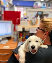 Clinique Vétérinaire de la Montagne - Luna Park image 6