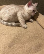 Chatterie Panthera du Maquis image 16