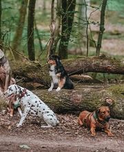 Hundezentrum Saarburg Bild 9