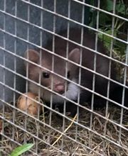 Dérat Guêpe 26 image 14