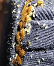 Windy City Bed Bug Specialists image 8