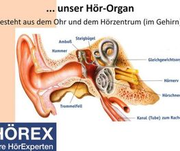 Hörgeräte Dr. Timmel Bild 8