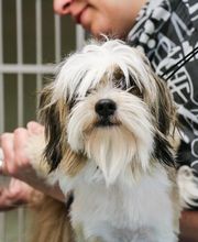 Crysler Animal Hospital image 13