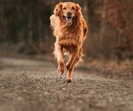 Hundeschule Schussenpfoten Bild 9