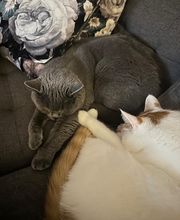 Maggy's Mobiler Katzenservice Unna Bild 14