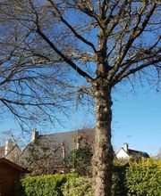Franglais Soins Des Arbres image 1
