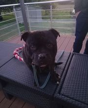 Binôme A 3 Education Canine image 12