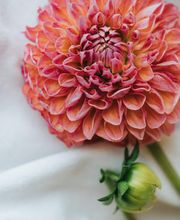 Fleurs du Coeur Bild 3