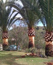 INDIGO JARDINES imagen 13