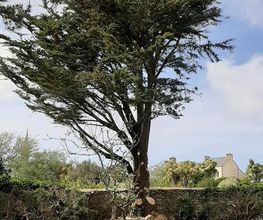 Arbres-Eco image 4