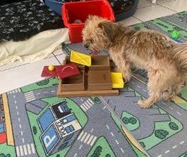 Hundebetreuung Oldies but Goldies Bild 3