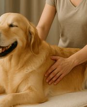 Hundephysio Fitplus Bild 1