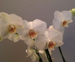 Pompes Funèbres Dourdannaises image 11