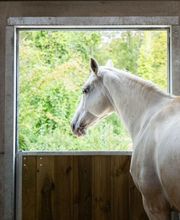Centre équestre de Villechétif image 9