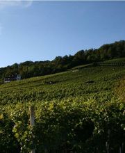 Steimer Weinbau Bild 5