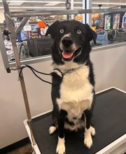 Petsense by Tractor Supply image 1