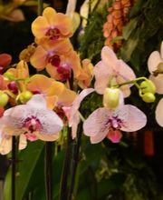 Atelier Cagna-Fleurs Bild 5