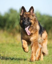 Reinado Canino imagen 11