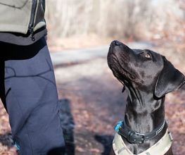 Rückruftraining - Tinas HuSchu | Hundeschule München und Umgebung