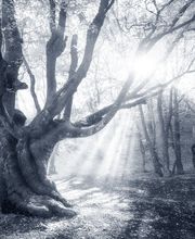 Beerdigungsinstitut Bürgin + Thoma Bild 2