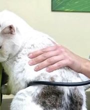 Tierarzt Bräuningshof, Die Tierischen - Zentrum für Tiergesundheit Bild 1