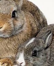 Kleintierpraxis Wydenhof Bild 2