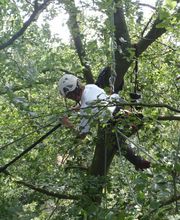 Boomverzorging Bouwmeester