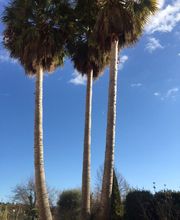 Alp'azur Elagage image 4