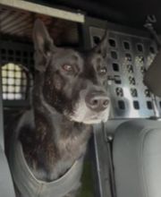 Defensive Tactics Academy e. K. Bild 8