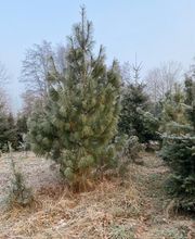 Christbaumverkauf Starnberg by J. Zwick Bild 17