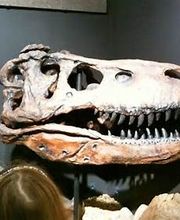 Welt der Kristalle Museum & Shop Bild 11