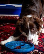 Premier Chem-Dry image 18