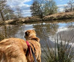 Hundeschule Thea Grothe Bild 14