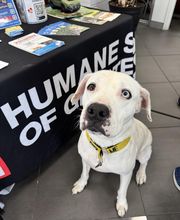 Humane Society Of Greater Miami North image 9