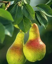 Baur Früchte & Gemüse GmbH Bild 1