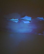 Schimmelbeseitigung sichtbar gemacht...