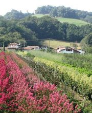 Pépinières Lafitte image 9